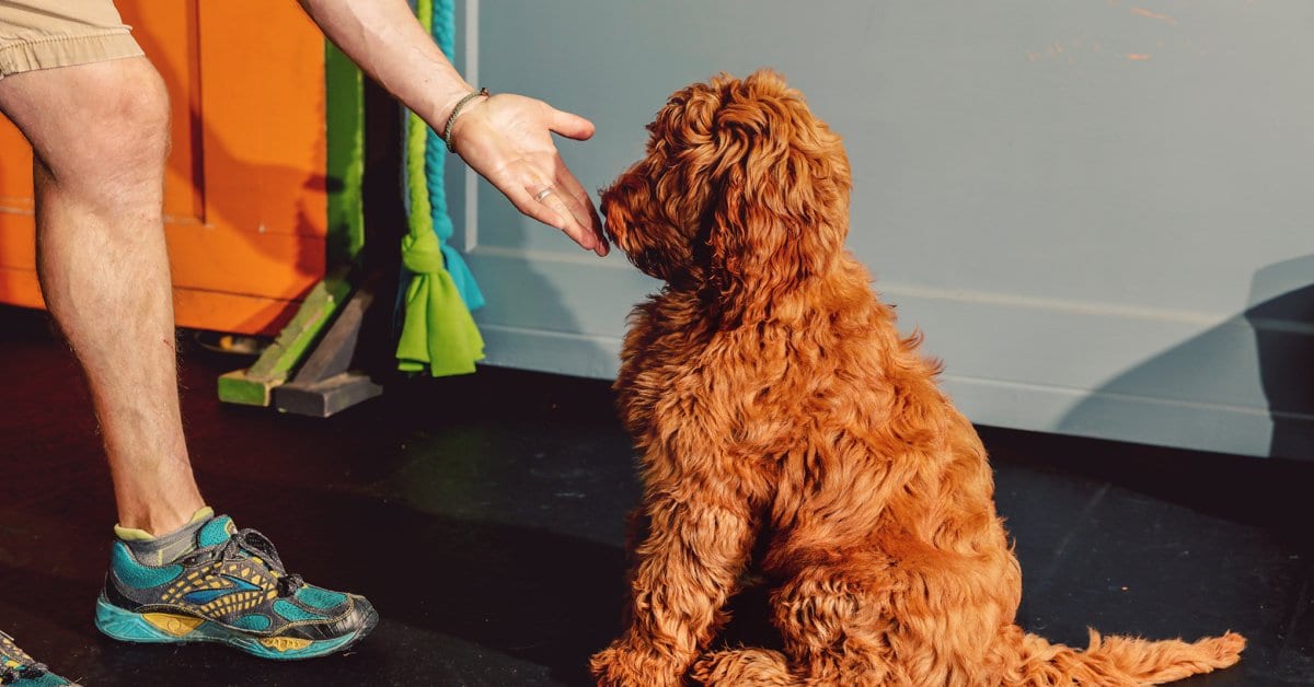 The New Science of Dog Training