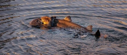 Sea otter eating shark