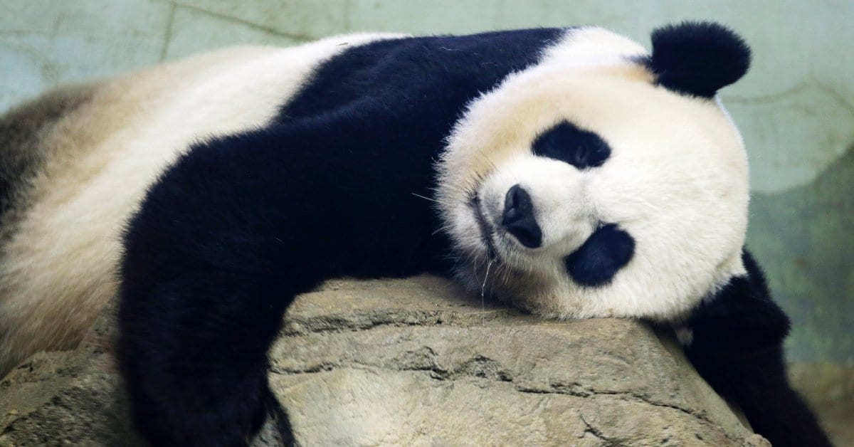 Giant Panda 'Mei Xiang' Gives Birth to Cub at National Zoo