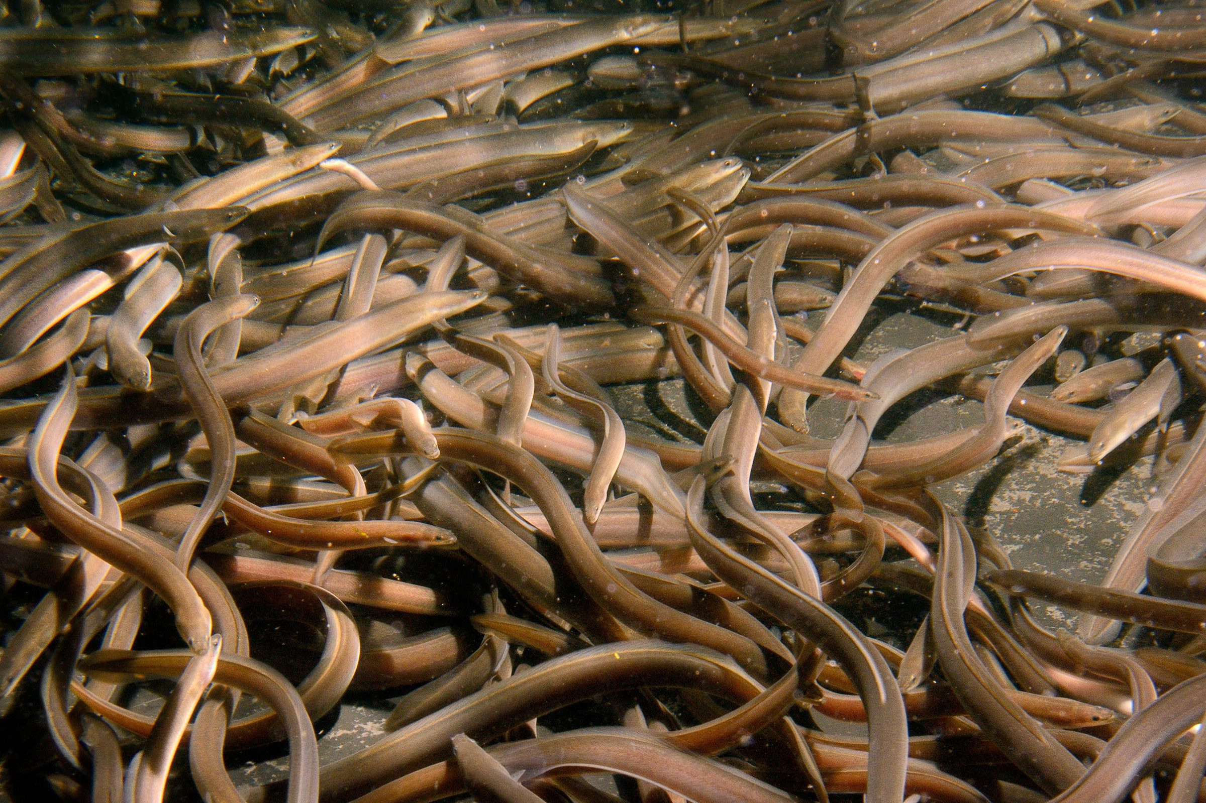 European eel elvers for a reintroduction swimming in a large holding tank in Gloucester, U.K.