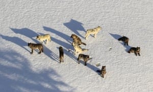 This March 21, 2019, aerial file photo provided by the National Park Service shows the Junction Butte wolf pack in Yellowstone National Park, Wyo.