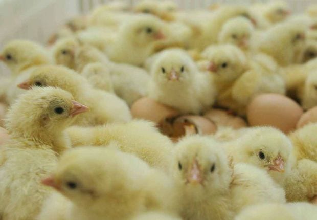 Poultry firm CAB Cakaran halts operations at one factory due to Covid-19
