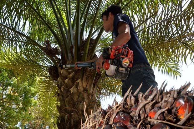 Palm oil snaps three-day rally as crude oil declines