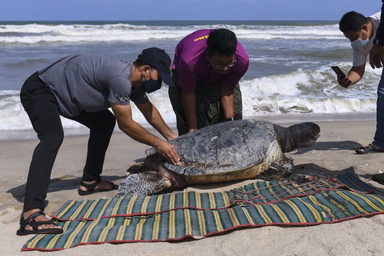 Two turtle carcasses found on Terengganu beaches