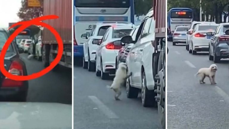 Animal cruelty: video of ‘heartless’ person in China dumping puppy in the middle of busy traffic prompts search for culprit