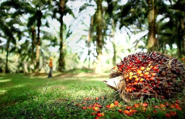 Indonesia considering cutting palm oil export levy to spur shipments