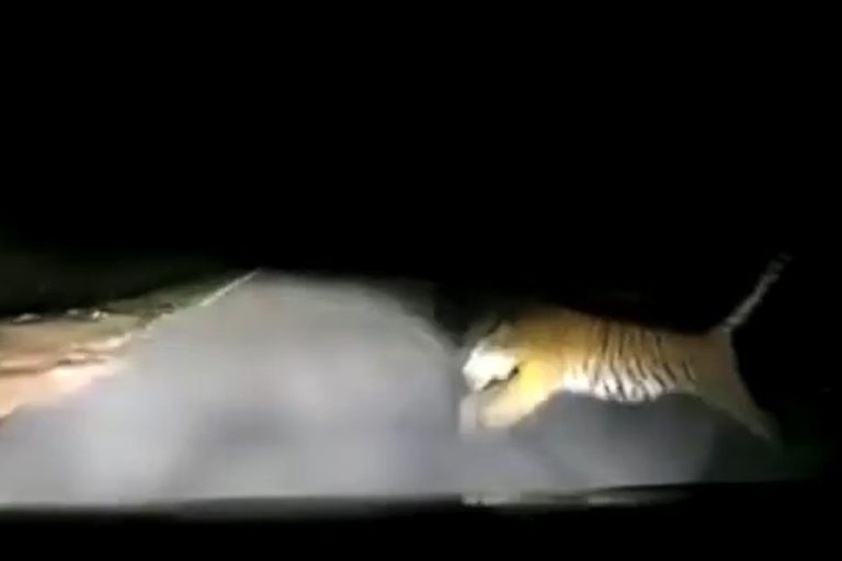 Tiger, tiger not so bright: Car rams into animal on dark Kelantan road