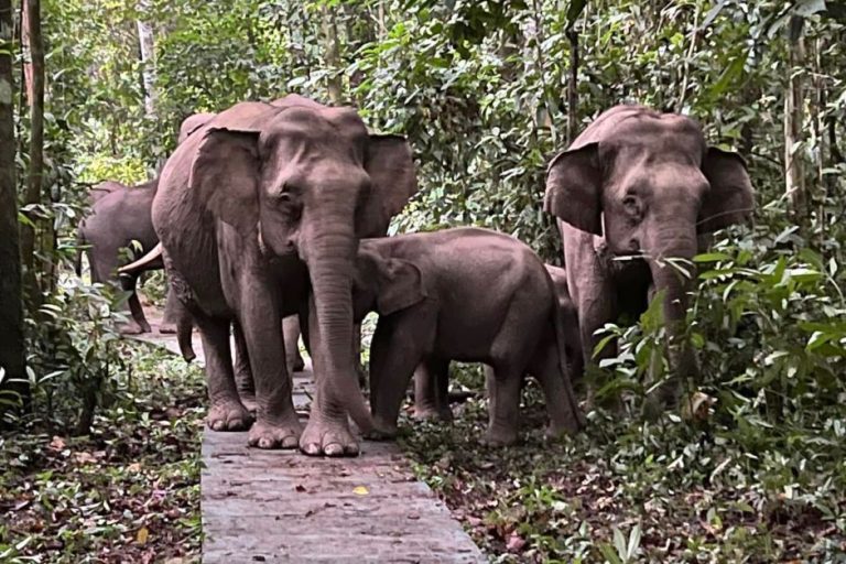 Pachyderm’s playtime: Damage ‘welcomed’ as over 100 elephants ‘visit’ Sabah research centre