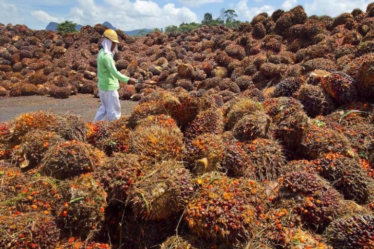 PM’s Turkiye visit will further boost local palm oil exports